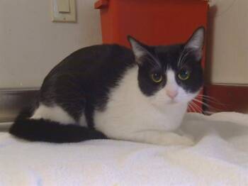 Domestic Short Hair Cats Available for Adoption - ATHENA | PetCurious