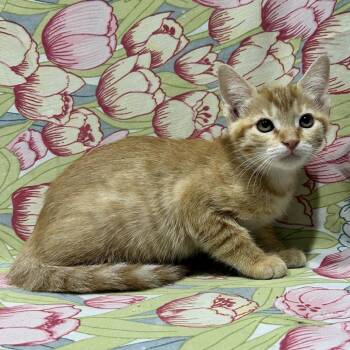 Taco -  Domestic Short Hair Cat for Adoption in Abilene, Texas - Taco | PetCurious