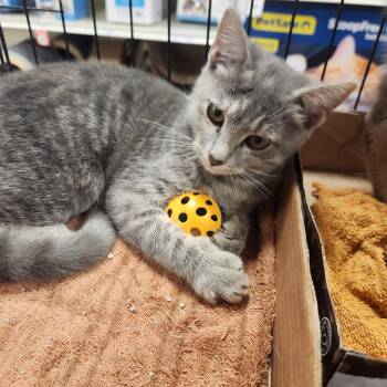 Rescue Domestic Short Hair Cats for Adoption in Blacksburg, Virginia - Kalea | PetCurious