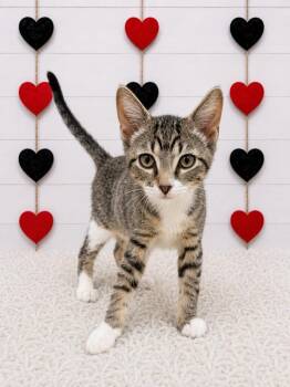 Mrs. Potatohead -  Domestic Short Hair Cat for Adoption in Corpus Christi, Texas - Mrs. Potatohead | PetCurious