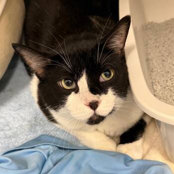 Merlin -  Domestic Short Hair Cat for Adoption in Lake Panasoffkee, Florida - Merlin | PetCurious