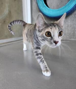 Treat -  Domestic Short Hair Cat for Adoption in Healdsburg, California - Treat | PetCurious