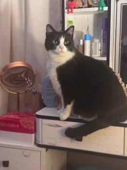 Ralph -  Domestic Short Hair Cat for Adoption in Atwater, Ohio - Ralph | PetCurious