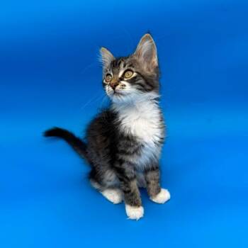 Tiffin -  Domestic Long Hair Cat for Adoption in Plainfield, Illinois - Tiffin | PetCurious