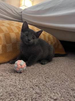 Ruby bonded with Max in foster care -  Domestic Short Hair Cat for Adoption in Ellicott City, Maryland - Ruby Bonded With Max In Foster Care | PetCurious