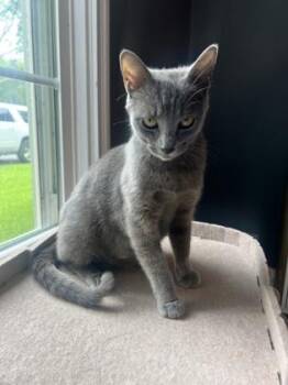 Russian Blue Cats Available for Adoption in Fort Worth, Texas - Bluitt | PetCurious