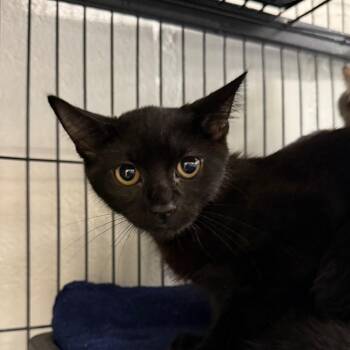 Willow -  Domestic Short Hair Cat for Adoption in Hampton Bays, New York - Willow | PetCurious