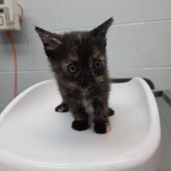 Bunny Boo -  Domestic Short Hair Cat for Adoption in Parkersburg, West Virginia - Bunny Boo | PetCurious