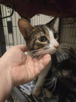 Domestic Short Hair Cats Available for Adoption - Tervis | PetCurious