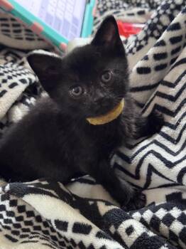 Rimuru -  Domestic Short Hair Cat Available for Adoption in Johnson City, Tennessee - Rimuru | PetCurious