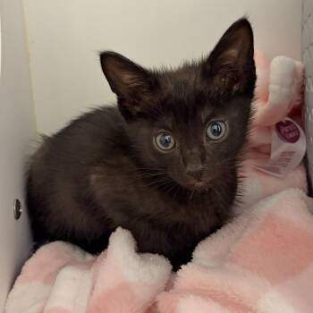 Upton -  Domestic Short Hair Cat for Adoption in Ojai, California - Upton | PetCurious