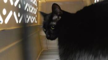 DENJI -  Domestic Short Hair Cat for Adoption in Omaha, Nebraska - DENJI | PetCurious
