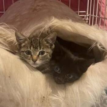 Domestic Short Hair and Tabby Cats Available for Adoption - Astrid & Heather | PetCurious