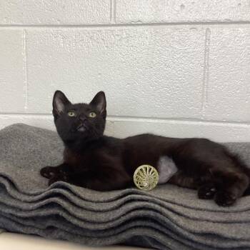 Miso -  Domestic Short Hair Cat for Adoption in Montgomery, Alabama - Miso | PetCurious