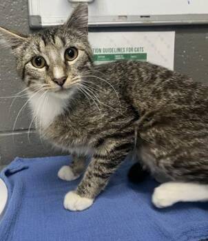Domestic Short Hair Cats Available for Adoption in Fort Worth, Texas - Meownnaise | PetCurious