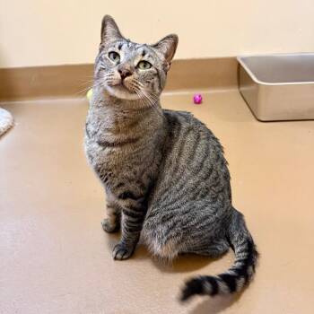 Tulip -  Domestic Short Hair Cat for Adoption in Agoura Hills, California - Tulip | PetCurious
