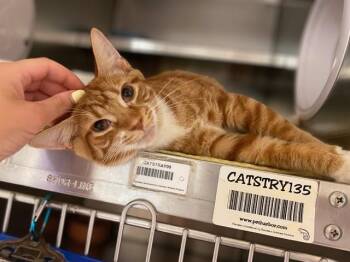TOAD -  Domestic Short Hair Cat for Adoption in Fort Wayne, Indiana - TOAD | PetCurious