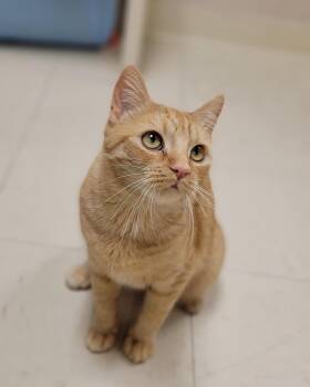 Tabby -  Domestic Short Hair Cat for Adoption in Front Royal, Virginia - Tabby | PetCurious