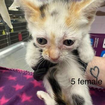 Rescue Domestic Short Hair Cats for Adoption in Bastrop, Texas - Bacardi 25-05-134 | PetCurious