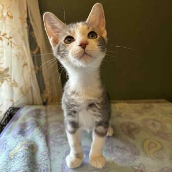 Rescue Domestic Medium Hair Cats for Adoption in Warr Acres, Oklahoma - Dallas | PetCurious