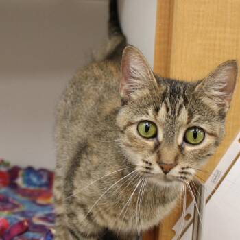 Sweetpea -  Domestic Short Hair Cat for Adoption in Champaign, Illinois - Sweetpea | PetCurious