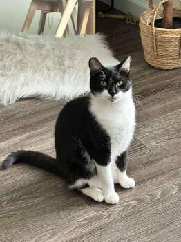 Ziva -  Domestic Short Hair and Tuxedo Cat for Adoption in San Jose, California - Ziva | PetCurious