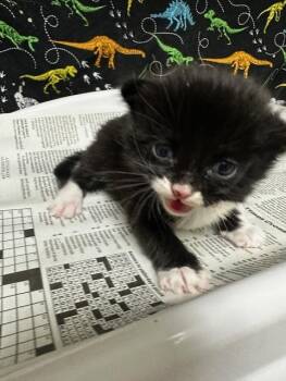 A1927578 -  Domestic Short Hair Cat for Adoption in Riverside, California - A1927578 | PetCurious