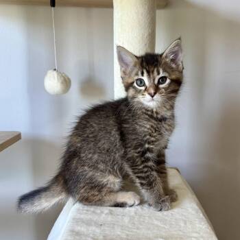 Reese -  Tortoiseshell and Calico Cat for Adoption in Cuyahoga Falls, Ohio - Reese | PetCurious