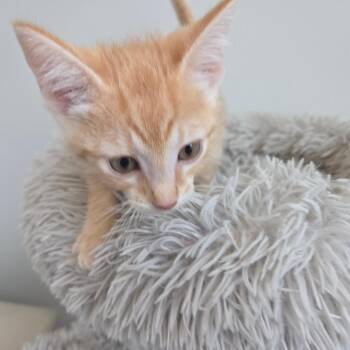 Egg Separator -  Domestic Short Hair Cat for Adoption in Clavet, Saskatchewan - Egg Separator | PetCurious