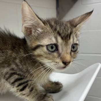Pocket -  Domestic Short Hair Cat for Adoption in Corpus Christi, Texas - Pocket | PetCurious