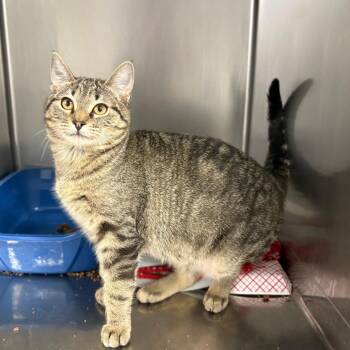 Domestic Short Hair Cats Available for Adoption - Buttercream | PetCurious