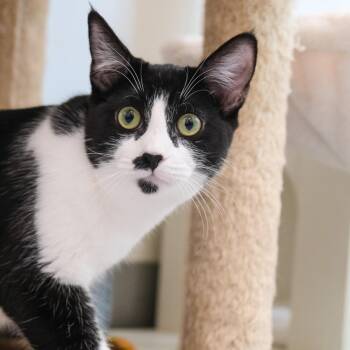 Sophie -  Domestic Short Hair Cat for Adoption in Newport Beach, California - Sophie | PetCurious