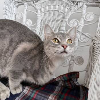 Rescue Russian Blue and Domestic Short Hair Cats for Adoption in Eaton Rapids, Michigan - Empire Dune 55624 | PetCurious