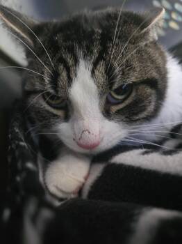 Domestic Short Hair Cats Available for Adoption in New Cumberland, West Virginia - Tavern | PetCurious