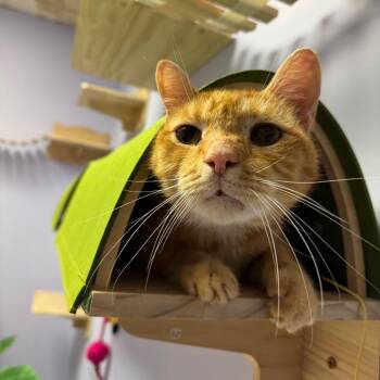Argo -  Domestic Short Hair Cat for Adoption in Springboro, Ohio - Argo | PetCurious