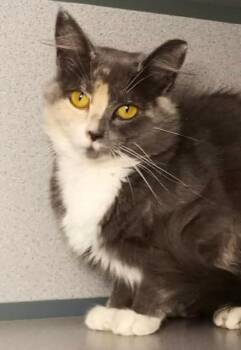 Maple -  Domestic Medium Hair Cat for Adoption in Waupaca, Wisconsin - Maple | PetCurious