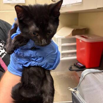 Pumbaa -  Domestic Short Hair Cat for Adoption in Columbus, Georgia - Pumbaa | PetCurious