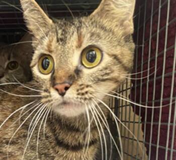 ORISA -  Domestic Short Hair Cat for Adoption in Indianapolis, Indiana - ORISA | PetCurious