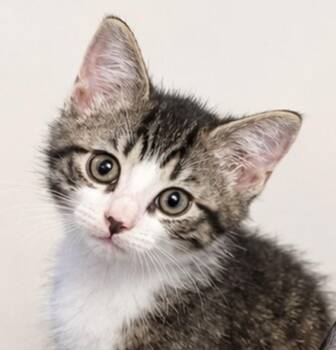 Jack -  Domestic Short Hair Cat for Adoption in Allentown, New Jersey - Jack | PetCurious