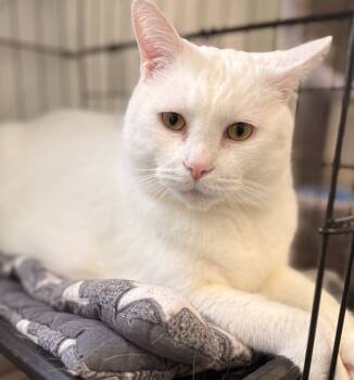 Rescue Domestic Short Hair Cats for Adoption in Cumberland, Maine - Kiki 2.0 | PetCurious