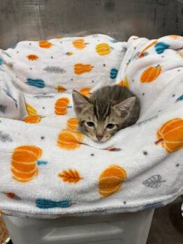 Tabby Cats Available for Adoption in Jurupa Valley, California - Danbury  | PetCurious