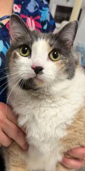 Isabella -  Domestic Short Hair Cat for Adoption in Trenton, New Jersey - Isabella | PetCurious