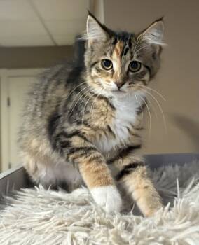 Rescue Domestic Medium Hair Cats for Adoption in Plymouth, Minnesota - Toulouse | PetCurious