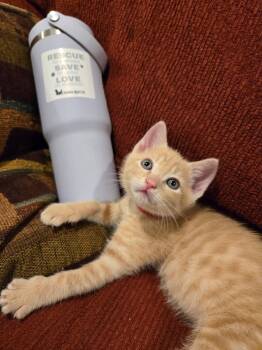 Poppy (bonded to Milo) -  Domestic Short Hair Cat Available for Adoption in Columbia, Maryland - Poppy (bonded To Milo) | PetCurious
