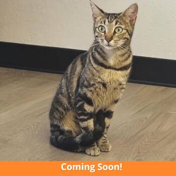A1051288 Hazel (mama) -  Domestic Short Hair Cat for Adoption in Pleasant Hill, California - A1051288 Hazel (mama) | PetCurious