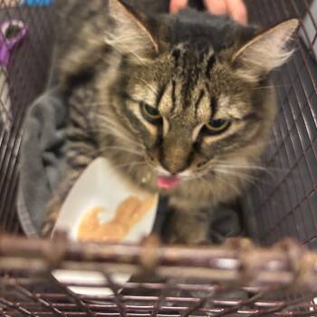 Jinx -  Domestic Short Hair Cat for Adoption in Chicago, Illinois - Jinx | PetCurious