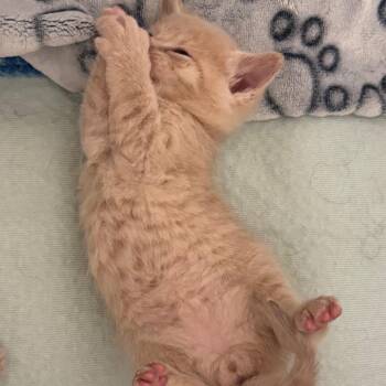 John -  Domestic Short Hair Cat for Adoption in Clavet, Saskatchewan - John | PetCurious