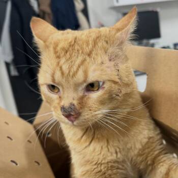 Macaroni 4MQ -  Domestic Short Hair Cat for Adoption in Newark, New Jersey - Macaroni 4MQ | PetCurious