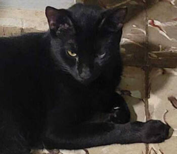 Rescue Domestic Short Hair Cats for Adoption in Naranjito, Naranjito - Lan | PetCurious