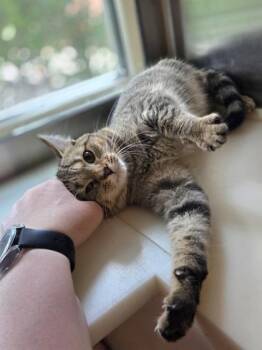 Sour Cream -  Domestic Short Hair Cat for Adoption in Westland, Michigan - Sour Cream | PetCurious